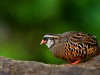 -painted-bush-quail