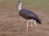-wooly-necked-stork
