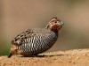 -jungle-bush-quail