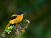 -black-and-orange-flycatcher