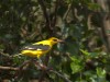 eurasian-golden-oriole