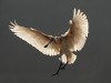 -eurasian-spoonbill