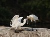 -eurasian-spoonbill