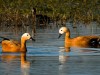 -ruddy-shelduck