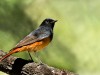-black-redstart