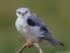 -black-shouldered-kite
