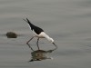 -black-winged-stilt
