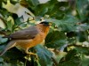 -brahminy-starling