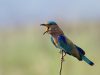 -indian-roller