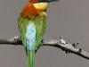 -chestnut-headed-bee-eater