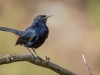 -indian-robin