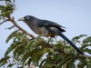 -blue-faced-malkoha