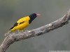 -black-hooded-oriole