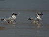 -brown-headed-gull