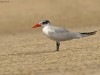 -caspian-tern