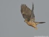 -common-hawk-cuckoo
