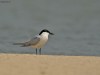 -common-tern