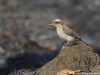 -common-woodshrike
