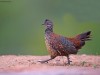 -painted-spurfowl