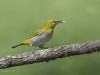 -oriental-white-eye