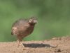 -jungle-bush-quail