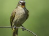 -white-browed-bulbul