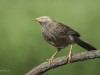 -yellow-billed-babbler
