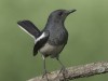 -oriental-magpie-robin