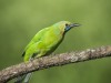 -jerdons-chloropsis-jerdons-chloropsis