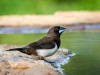 -white-rumped-munia