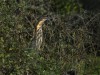 -black-bittern