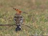 -common-hoopoe