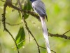 -asian-paradise-flycatcher