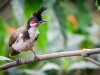 -red-whiskered-bulbul