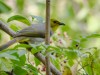 -yellow-throated-bulbul