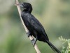 -little-cormorant