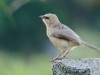 -large-grey-babbler