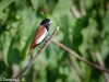 -black-headed-munia