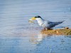 -river-tern
