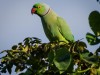 -rose-ringed-parakeet