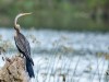 -darter