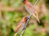 -spotted-munia