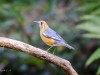 -orange-headed-thrush