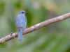 -verditer-flycatcher