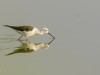 -black-winged-stilt