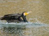 -great-cormorant