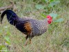 -grey-junglefowl