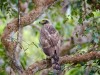-crested-serpent-eagle