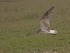 -eurasian-curlew