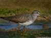 -green-sandpiper